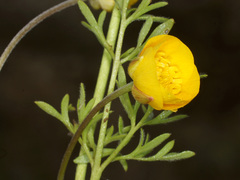 Ranunculus paludosus