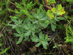 Lobostemon montanus