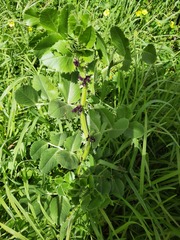 Vicia narbonensis