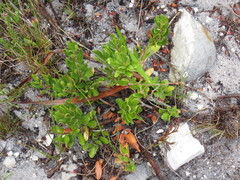 Morella kraussiana