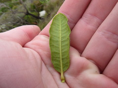 Morella kraussiana