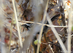 Formicivora melanogaster