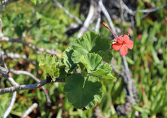 Pelargonium inquinans