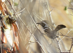 Formicivora melanogaster