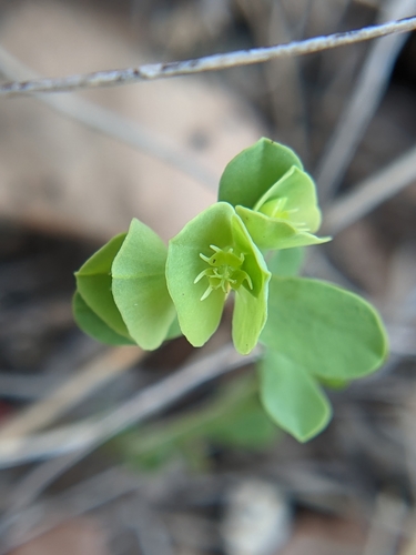 Image of Euphorbia longicruris by (c) Eric Knight, some rights reserved (CC BY)