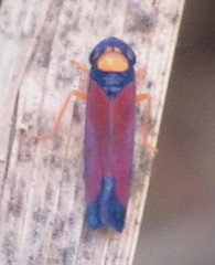 Erythrogonia dorsalis