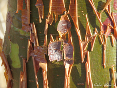 Commiphora leptophloeos