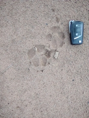 Chrysocyon brachyurus