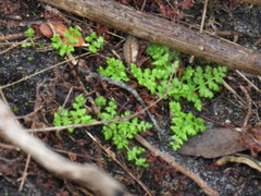 Cheilanthes capensis