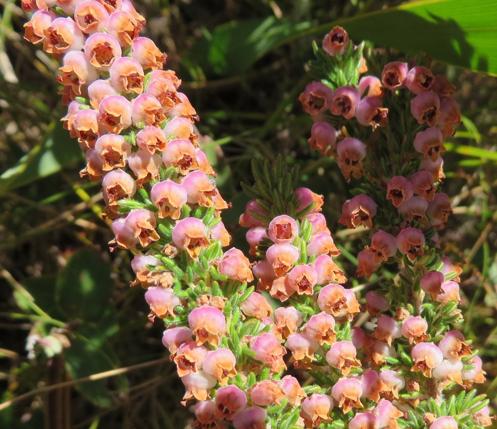 Hottentot Heath