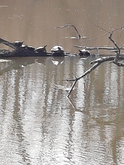 Graptemys pseudogeographica