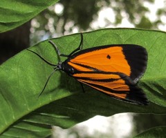 Paratype univitta
