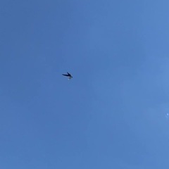 Streptoprocne zonaris