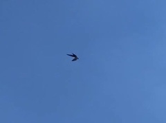 Streptoprocne zonaris