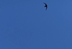 Streptoprocne zonaris