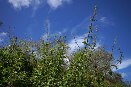Balm-leaved Figwort