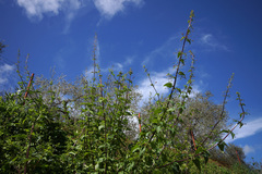 Scrophularia scorodonia