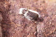 Lichenophanes varius