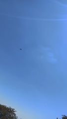 Streptoprocne zonaris