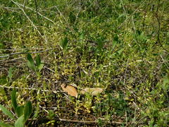 Cerastium brachypodum