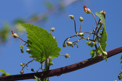 Scrophularia scorodonia