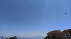 Streptoprocne zonaris