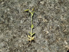Cerastium brachypodum