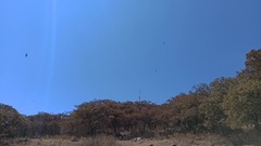 Streptoprocne zonaris