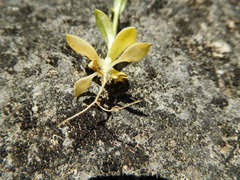 Cerastium brachypodum