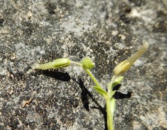 Cerastium brachypodum