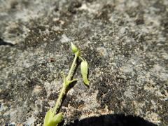 Cerastium brachypodum