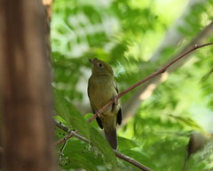 Antilophia galeata