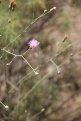 Klasea coriacea