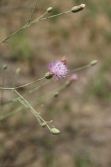 Klasea coriacea