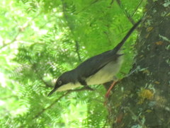 Apalis thoracica capensis