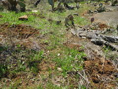 Astragalus leptocarpus
