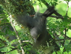 Apalis thoracica capensis