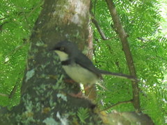 Apalis thoracica capensis