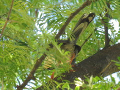 Apalis thoracica capensis