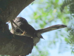 Apalis thoracica capensis