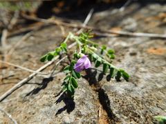 Astragalus leptocarpus