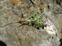 Astragalus leptocarpus