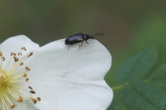 Isomira