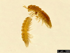 Haplophthalmus danicus