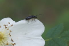 Isomira