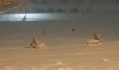 Antilocapra americana