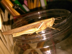 Stenocatantops splendens