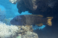 Lethrinus erythracanthus