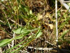Cerastium brachypodum