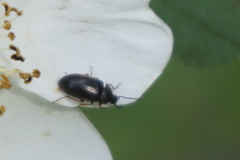 Isomira
